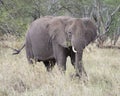 Frontview of adult elephant with tusks feeding on grass Royalty Free Stock Photo