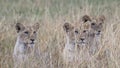 Frontview closeup of 3 cubs sitting looking through tall grass