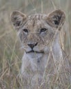 Frontview closeup of the face of a lion cub sitting looking through tall grass