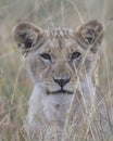 Frontview closeup of the face of a young lion with mouth closed and eyes open