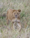 Frontview Closeup of lioness walking in grass