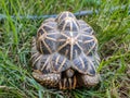 Frontview Closeup of Tortoises are reptile species of the family Testudinidae of the order Testudines