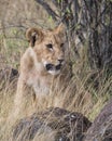 Frontview closeup of young lioness sitting in grass