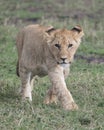 Frontview Closeup of young lioness walking in green grass Royalty Free Stock Photo