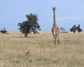 Frontview of giraffe chasing a lioness in grass with blue sky in the background Royalty Free Stock Photo