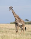 Frontview of a giraffe standing in grass with blue sky in background