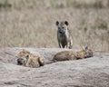 Frontview of a hyena standing on a rock with two hyenas sleeping in the foreground