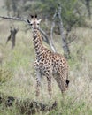 Frontview of a Masai Giraffe standing in grass