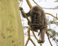 Frontview of a mother baboon nursing her child in an Acai Tree