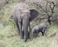 Frontview of mother and baby elephant standing together eating grass Royalty Free Stock Photo