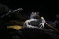 Frontview of a Peter`s dwarf frog, Engystomops petersi, a dark brown frog or toad with orange dots and a white belly looking angr Royalty Free Stock Photo