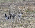 Frontview of a single adult Leopard walking in grass looking forward Royalty Free Stock Photo