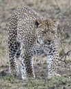 Frontview of a single adult Leopard walking in grass looking forward Royalty Free Stock Photo