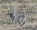 Frontview of a single adult Leopard walking in grass looking forward Royalty Free Stock Photo