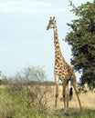 Frontview of single giraffe standing by a tree with blue sky in background