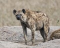 Frontview of a single hyena standing on a rock