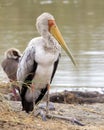 Frontview of yellow billed stork by water`s edge