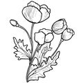 Froral arrangement line art collection, Advanced Flower Coloring Page, Beautiful poppy flower wall ar