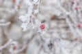 Frosen on a bush dog rose hips Royalty Free Stock Photo