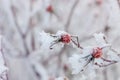 Frosen on a bush dog rose hips Royalty Free Stock Photo