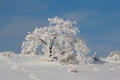 Frosen christmas tree scenery