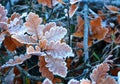 Frost Royalty Free Stock Photo