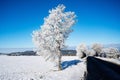 winterdreams - a tree coverd with frost besides a street in a wonderful early morning