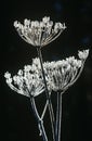 Frost on Apiaceae plant