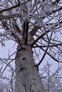 frost on an aspen tree