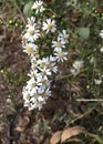 Frost Aster Flower