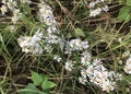 Frost Aster Flower