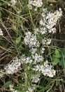 Frost Aster Flower