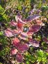 Strathcona Provincial Park, Vancouver Island, Frost on Autumn Blueberry Bushes on Forbidden Plateau, British Columbia, Canada Royalty Free Stock Photo