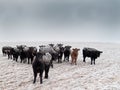 Frost-back Cattle Royalty Free Stock Photo