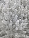 Frost background - Stock Photos Royalty Free Stock Photo