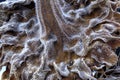 A closeup of frost on the backside of a sunflower makes for interesting designs