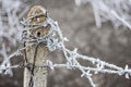 Frost on barbed wire Royalty Free Stock Photo