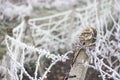Frost on barbed wire Royalty Free Stock Photo