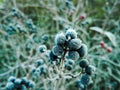 Frost berries