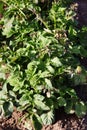 Frost bite damaged potato plant.