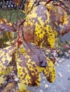 After frost blackened the leaves.