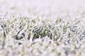 Frost on blade of grass. Beautiful winter seasonal natural background.