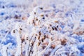 Frost blade grass. Winter nature abstract background