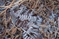 Frost on Bracken