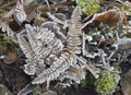 Frost on Bracken Fronds