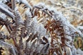 Frost on Bracken Fronds