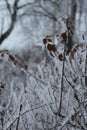 The frost on the branches