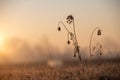 Frost on branches and dried flowers on a winter morning Royalty Free Stock Photo