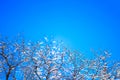 Frost branches over blue sky