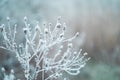 Frost on the branches in winter. Winter landscape.Winter Background with snow branches tree leaves . Christmas greeting card Royalty Free Stock Photo